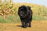 CHOW CHOW 269